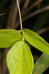 Hog Peanut